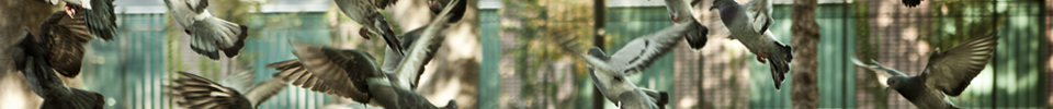 Masthead header